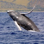 Whale Watching Tours from the Islands of Loreto