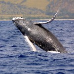 Fab Whale Watching in Cabo