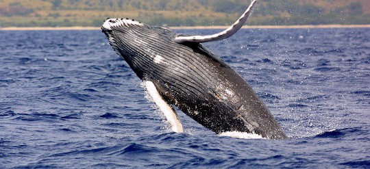 Whale watching Cabo San Lucas