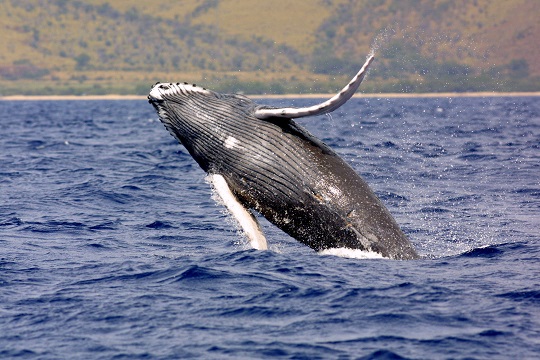 Whale watching is one of the top activities in Puerto Vallarta 