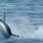 Cabo Fishing Tournaments in October 2018