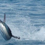 Top Activities in Cabo San Lucas