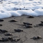 Puerto Vallarta’s Baby Turtle Season