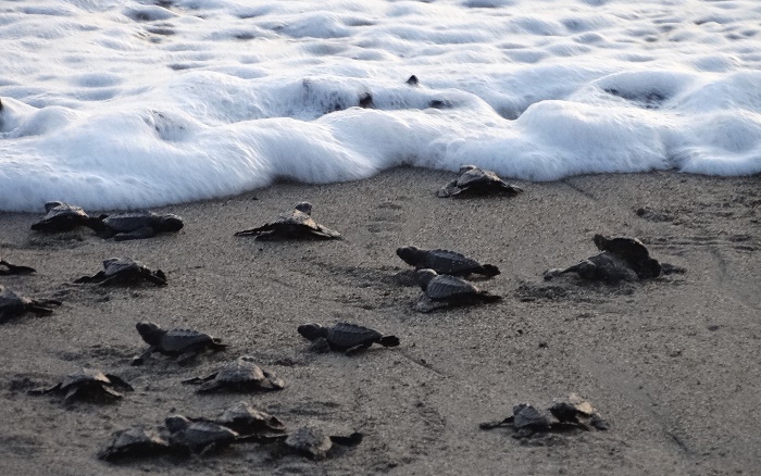 Puerto Vallarta’s Baby Turtle Season