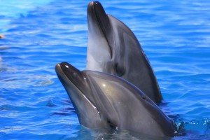 Cabo Landmarks - Dolphins