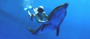 swimming with dolphins