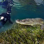 Want to Dive with Crocodiles on Vacation to Mexico
