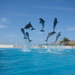 Cabo San Lucas – Swim with Dolphins