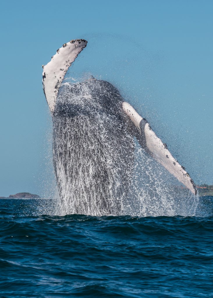Cabos Whale Watching