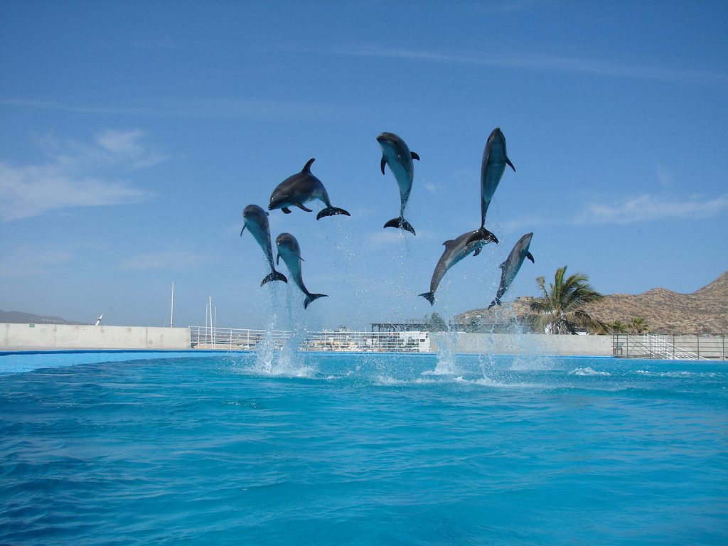 Cabo San Lucas Activities Swimming with Dolphins