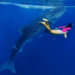 Los Cabos Whale Sharks