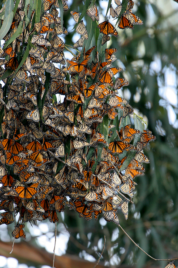 Monarch Butterflies Gather In Wildlife Area
