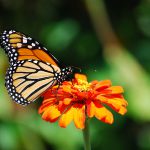 The Monarch Butterfly in Mexico
