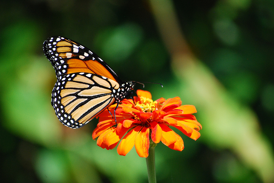 Monarch Butterfly On Orange Flower In Garden