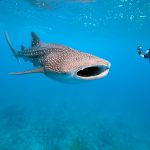 Vacation to Cabo: Whale Shark Tours